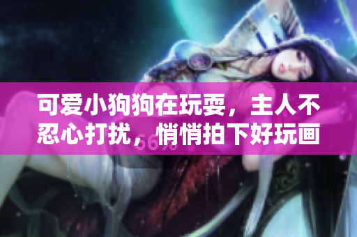 可爱小狗狗在玩耍，主人不忍心打扰，悄悄拍下好玩画面