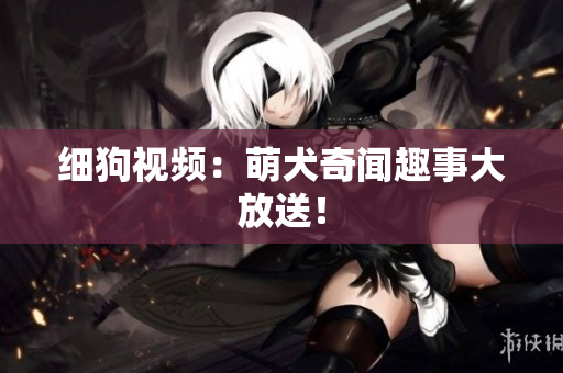 细狗视频：萌犬奇闻趣事大放送！