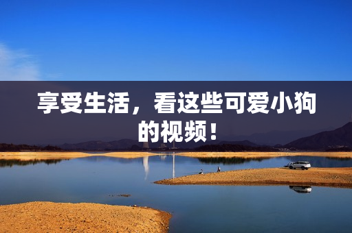 享受生活，看这些可爱小狗的视频！