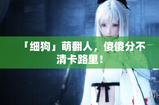 「细狗」萌翻人，傻傻分不清卡路里！
